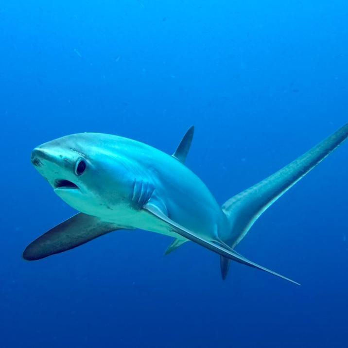 shark