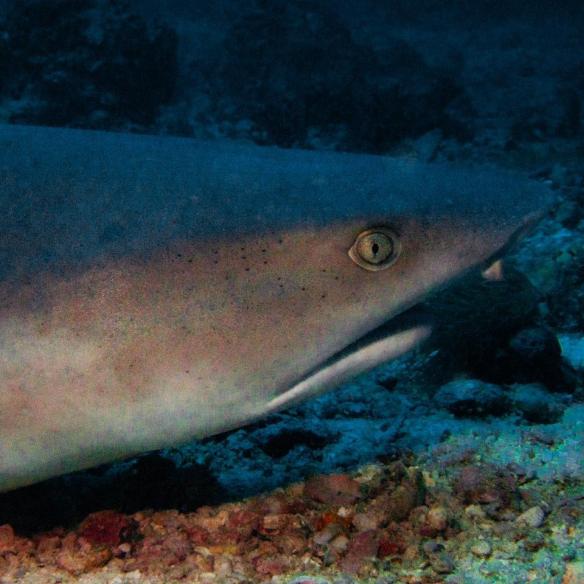 Shark